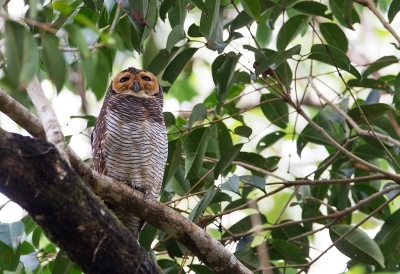 <i class='fa fa-user'></i>&nbsp;charlysax&nbsp;|   Maleise Bosuil&nbsp; <i class='fa fa-eye'>&nbsp;277</i> &nbsp; <i class='fa fa-comment-o'>&nbsp;2</i>