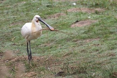 <i class='fa fa-user'></i>&nbsp;Rubertus&nbsp;|   Lepelaar&nbsp; <i class='fa fa-eye'>&nbsp;121</i> &nbsp; <i class='fa fa-comment-o'>&nbsp;5</i>