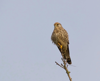 Deze Torenvalk zat in een boompje langs de weg en bleef net lang genoeg zitten om een foto te kunnen maken.