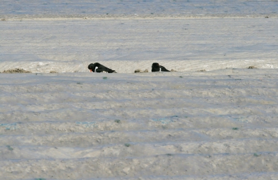 <i class='fa fa-user'></i>&nbsp;luutgroeneveld&nbsp;|   Scholekster&nbsp; <i class='fa fa-eye'>&nbsp;133</i> &nbsp; <i class='fa fa-comment-o'>&nbsp;7</i>