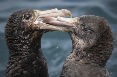 <i class='fa fa-user'></i>&nbsp;Bert Ooms&nbsp;|   Noordelijke Reuzenstormvogel&nbsp; <i class='fa fa-eye'>&nbsp;349</i> &nbsp;<i class='fa fa-thumbs-up'>&nbsp;2</i> &nbsp; <i class='fa fa-comment-o'>&nbsp;7</i>