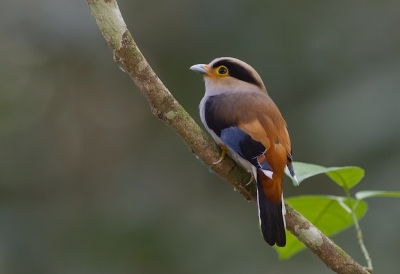 <i class='fa fa-user'></i>&nbsp;charlysax&nbsp;|   Wenkbrauwbreedbek&nbsp; <i class='fa fa-eye'>&nbsp;233</i> &nbsp;<i class='fa fa-thumbs-up'>&nbsp;2</i> &nbsp; <i class='fa fa-comment-o'>&nbsp;5</i>