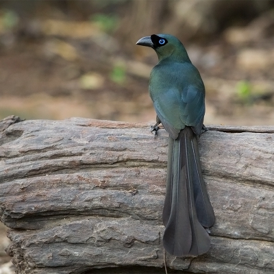 <i class='fa fa-user'></i>&nbsp;charlysax&nbsp;|   Zwarte Ekster&nbsp; <i class='fa fa-eye'>&nbsp;269</i> &nbsp;<i class='fa fa-thumbs-up'>&nbsp;2</i> &nbsp; <i class='fa fa-comment-o'>&nbsp;7</i>