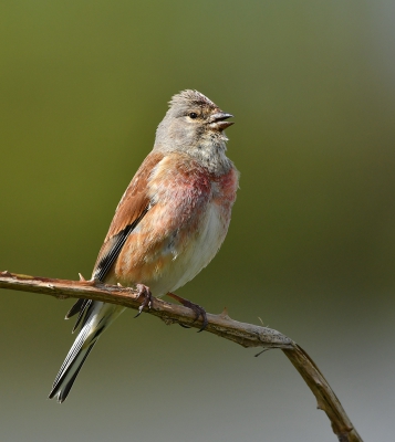 <i class='fa fa-user'></i>&nbsp;Ruud Scherpenisse&nbsp;|   Kneu&nbsp; <i class='fa fa-eye'>&nbsp;336</i> &nbsp; <i class='fa fa-comment-o'>&nbsp;5</i>