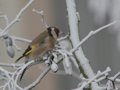 Ik zocht gisteren nog even naar vogels in het berijpte park bij ons. Op 800 iso F5.6 125 uit de hand om 17:00 Lekker ruizig!