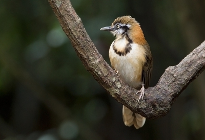 <i class='fa fa-user'></i>&nbsp;charlysax&nbsp;|   Witbeflijstergaai&nbsp; <i class='fa fa-eye'>&nbsp;254</i> &nbsp;<i class='fa fa-thumbs-up'>&nbsp;1</i> &nbsp; <i class='fa fa-comment-o'>&nbsp;9</i>