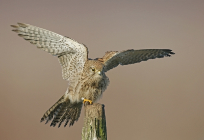 <i class='fa fa-user'></i>&nbsp;Gejo Wassink&nbsp;|   Torenvalk&nbsp; <i class='fa fa-eye'>&nbsp;408</i> &nbsp;<i class='fa fa-thumbs-up'>&nbsp;3</i> &nbsp; <i class='fa fa-comment-o'>&nbsp;11</i>