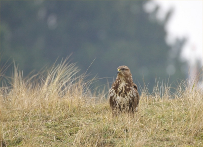 Een grauwe dag maar vanmiddag toch een poging gedaan om buizerds vast te leggen. Al snel deze voor de lens.
400iso F6.7 1/125 statief vanuit schuiltent.