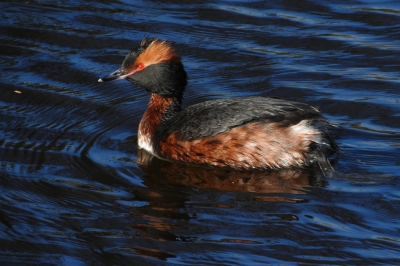 Vandaag gebeld door vriend Bert, dat hij deze schoonheid gespot had. Prachtig in zomerkleed en totaal niet schuw. Dankbaar!!! Oever ligt flink hoger dan het water, vandaar de hoek. Geschoten uit de hand. Fuutje binnen 10 meter.