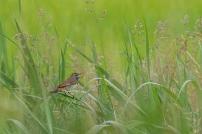 <i class='fa fa-user'></i>&nbsp;jvbeilen&nbsp;|   Blauwborst&nbsp; <i class='fa fa-eye'>&nbsp;333</i> &nbsp;<i class='fa fa-thumbs-up'>&nbsp;4</i> &nbsp; <i class='fa fa-comment-o'>&nbsp;9</i>