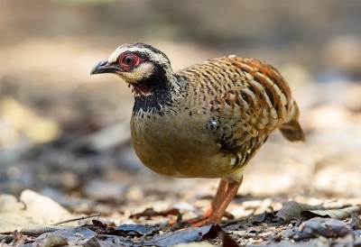 <i class='fa fa-user'></i>&nbsp;charlysax&nbsp;|   Bruinborstbospatrijs&nbsp; <i class='fa fa-eye'>&nbsp;194</i> &nbsp;<i class='fa fa-thumbs-up'>&nbsp;2</i> &nbsp; <i class='fa fa-comment-o'>&nbsp;2</i>