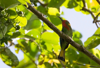 <i class='fa fa-user'></i>&nbsp;charlysax&nbsp;|   Roodbaardbijeneter&nbsp; <i class='fa fa-eye'>&nbsp;189</i> &nbsp; <i class='fa fa-comment-o'>&nbsp;2</i>