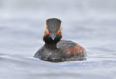 <i class='fa fa-user'></i>&nbsp;thijsglastra&nbsp;|   Geoorde Fuut&nbsp; <i class='fa fa-eye'>&nbsp;440</i> &nbsp;<i class='fa fa-thumbs-up'>&nbsp;10</i> &nbsp; <i class='fa fa-comment-o'>&nbsp;15</i>