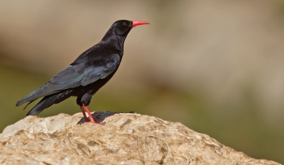 <i class='fa fa-user'></i>&nbsp;Paul Cools&nbsp;|   Alpenkraai&nbsp; <i class='fa fa-eye'>&nbsp;291</i> &nbsp; <i class='fa fa-comment-o'>&nbsp;7</i>