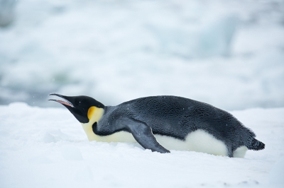 <i class='fa fa-user'></i>&nbsp;Arjen Drost&nbsp;|   Keizerspingu�n&nbsp; <i class='fa fa-eye'>&nbsp;226</i> &nbsp; <i class='fa fa-comment-o'>&nbsp;4</i>