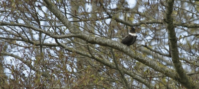 <i class='fa fa-user'></i>&nbsp;Fons Hoiting&nbsp;|   Beflijster&nbsp; <i class='fa fa-eye'>&nbsp;354</i> &nbsp;<i class='fa fa-thumbs-up'>&nbsp;1</i> &nbsp; <i class='fa fa-comment-o'>&nbsp;12</i>