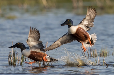 <i class='fa fa-user'></i>&nbsp;ep&nbsp;|   Slobeend&nbsp; <i class='fa fa-eye'>&nbsp;338</i> &nbsp; <i class='fa fa-comment-o'>&nbsp;5</i>