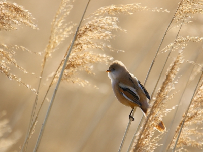 <i class='fa fa-user'></i>&nbsp;Rob Belterman&nbsp;|   Baardman&nbsp; <i class='fa fa-eye'>&nbsp;376</i> &nbsp;<i class='fa fa-thumbs-up'>&nbsp;6</i> &nbsp; <i class='fa fa-comment-o'>&nbsp;12</i>