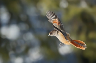 <i class='fa fa-user'></i>&nbsp;Frank Kremer&nbsp;|   Taigagaai&nbsp; <i class='fa fa-eye'>&nbsp;610</i> &nbsp;<i class='fa fa-thumbs-up'>&nbsp;19</i> &nbsp; <i class='fa fa-comment-o'>&nbsp;19</i>