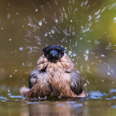 Goudvink vrouwtje neemt een grote wasbeurt. Leuk om eens frontaal te nemen.