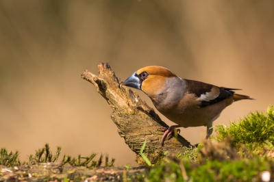 Appelvink verschuilt zich mooi achter stukje hout in het bos. Leuk actie momentje.