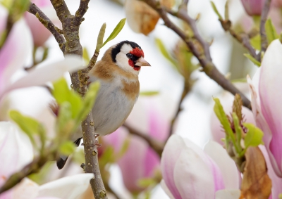 <i class='fa fa-user'></i>&nbsp;Jakob Keun&nbsp;|   Putter&nbsp; <i class='fa fa-eye'>&nbsp;337</i> &nbsp;<i class='fa fa-thumbs-up'>&nbsp;10</i> &nbsp; <i class='fa fa-comment-o'>&nbsp;10</i>