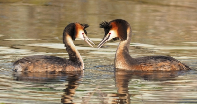 <i class='fa fa-user'></i>&nbsp;corvanspijk&nbsp;|   Fuut&nbsp; <i class='fa fa-eye'>&nbsp;119</i> &nbsp; <i class='fa fa-comment-o'>&nbsp;7</i>