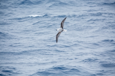 <i class='fa fa-user'></i>&nbsp;Arjen Drost&nbsp;|   Witkopstormvogel&nbsp; <i class='fa fa-eye'>&nbsp;198</i> &nbsp; <i class='fa fa-comment-o'>&nbsp;5</i>