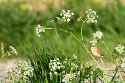 <i class='fa fa-user'></i>&nbsp;Rob Belterman&nbsp;|   Rietzanger&nbsp; <i class='fa fa-eye'>&nbsp;132</i> &nbsp; <i class='fa fa-comment-o'>&nbsp;9</i>