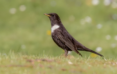 <i class='fa fa-user'></i>&nbsp;Rob wijn&nbsp;|   Beflijster&nbsp; <i class='fa fa-eye'>&nbsp;644</i> &nbsp;<i class='fa fa-thumbs-up'>&nbsp;10</i> &nbsp; <i class='fa fa-comment-o'>&nbsp;17</i>