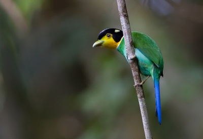 <i class='fa fa-user'></i>&nbsp;charlysax&nbsp;|   Papegaaibreedbek&nbsp; <i class='fa fa-eye'>&nbsp;313</i> &nbsp;<i class='fa fa-thumbs-up'>&nbsp;5</i> &nbsp; <i class='fa fa-comment-o'>&nbsp;9</i>