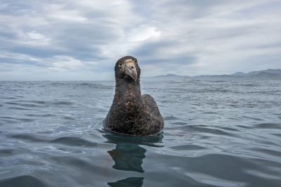 <i class='fa fa-user'></i>&nbsp;Bert Ooms&nbsp;|   Noordelijke Reuzenstormvogel&nbsp; <i class='fa fa-eye'>&nbsp;399</i> &nbsp;<i class='fa fa-thumbs-up'>&nbsp;9</i> &nbsp; <i class='fa fa-comment-o'>&nbsp;18</i>