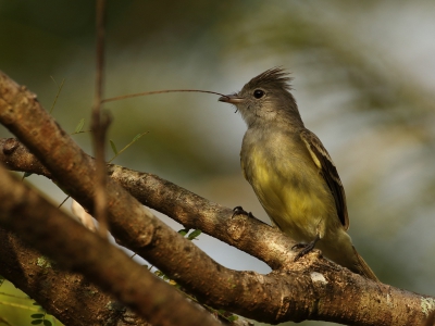 <i class='fa fa-user'></i>&nbsp;honderwa&nbsp;|   Kleine Elenia&nbsp; <i class='fa fa-eye'>&nbsp;233</i> &nbsp; <i class='fa fa-comment-o'>&nbsp;3</i>