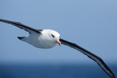 <i class='fa fa-user'></i>&nbsp;Arjen Drost&nbsp;|   Campbellalbatros&nbsp; <i class='fa fa-eye'>&nbsp;235</i> &nbsp;<i class='fa fa-thumbs-up'>&nbsp;1</i> &nbsp; <i class='fa fa-comment-o'>&nbsp;2</i>