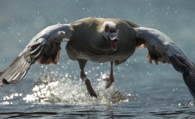 <i class='fa fa-user'></i>&nbsp;Ton D�pp&nbsp;|   Nijlgans&nbsp; <i class='fa fa-eye'>&nbsp;332</i> &nbsp;<i class='fa fa-thumbs-up'>&nbsp;1</i> &nbsp; <i class='fa fa-comment-o'>&nbsp;10</i>