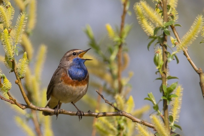 <i class='fa fa-user'></i>&nbsp;&nbsp;|   Blauwborst&nbsp; <i class='fa fa-eye'>&nbsp;166</i> &nbsp;<i class='fa fa-thumbs-up'>&nbsp;5</i> &nbsp; <i class='fa fa-comment-o'>&nbsp;8</i>