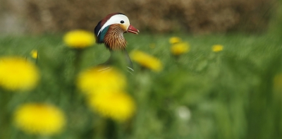 <i class='fa fa-user'></i>&nbsp;Fons Hoiting&nbsp;|   Mandarijneend&nbsp; <i class='fa fa-eye'>&nbsp;136</i> &nbsp;<i class='fa fa-thumbs-up'>&nbsp;1</i> &nbsp; <i class='fa fa-comment-o'>&nbsp;7</i>