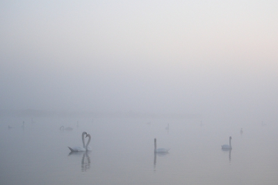 <i class='fa fa-user'></i>&nbsp;dick renes&nbsp;|   Knobbelzwaan&nbsp; <i class='fa fa-eye'>&nbsp;249</i> &nbsp;<i class='fa fa-thumbs-up'>&nbsp;4</i> &nbsp; <i class='fa fa-comment-o'>&nbsp;3</i>