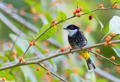 <i class='fa fa-user'></i>&nbsp;charlysax&nbsp;|   Schubborstbuulbuul&nbsp; <i class='fa fa-eye'>&nbsp;250</i> &nbsp;<i class='fa fa-thumbs-up'>&nbsp;1</i> &nbsp; <i class='fa fa-comment-o'>&nbsp;7</i>