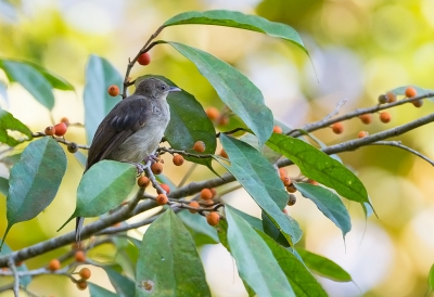 <i class='fa fa-user'></i>&nbsp;charlysax&nbsp;|   Grijsoogbuulbuul&nbsp; <i class='fa fa-eye'>&nbsp;218</i> &nbsp; <i class='fa fa-comment-o'>&nbsp;2</i>