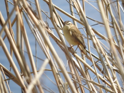 Lange wandeling in de oostpolder altijd geweldig. Veel leuke soorten en dichtbij te zien. Zingende rietzanger was eerst  niet(volledig) in beeld te krijgen. Hier had ik precies de goede hoek door het riet, en raak met het kleinste scherpstelpunt. geschoten in mooi licht uit de hand. In rietzanger biotoop. Hoop dat jullie hem leuk vinden.
