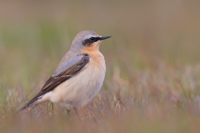 <i class='fa fa-user'></i>&nbsp;Vincent Vuik&nbsp;|   Tapuit&nbsp; <i class='fa fa-eye'>&nbsp;491</i> &nbsp;<i class='fa fa-thumbs-up'>&nbsp;3</i> &nbsp; <i class='fa fa-comment-o'>&nbsp;15</i>