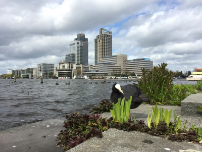 <i class='fa fa-user'></i>&nbsp;Ton D�pp&nbsp;|   Meerkoet&nbsp; <i class='fa fa-eye'>&nbsp;525</i> &nbsp;<i class='fa fa-thumbs-up'>&nbsp;2</i> &nbsp; <i class='fa fa-comment-o'>&nbsp;9</i>