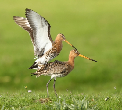 <i class='fa fa-user'></i>&nbsp;macslot&nbsp;|   Grutto&nbsp; <i class='fa fa-eye'>&nbsp;148</i> &nbsp;<i class='fa fa-thumbs-up'>&nbsp;3</i> &nbsp; <i class='fa fa-comment-o'>&nbsp;8</i>