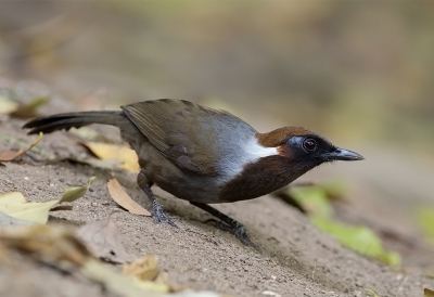 <i class='fa fa-user'></i>&nbsp;charlysax&nbsp;|   Witneklijstergaai&nbsp; <i class='fa fa-eye'>&nbsp;292</i> &nbsp;<i class='fa fa-thumbs-up'>&nbsp;6</i> &nbsp; <i class='fa fa-comment-o'>&nbsp;7</i>