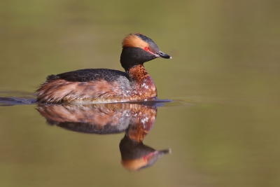 <i class='fa fa-user'></i>&nbsp;thijsglastra&nbsp;|   Kuifduiker&nbsp; <i class='fa fa-eye'>&nbsp;621</i> &nbsp;<i class='fa fa-thumbs-up'>&nbsp;12</i> &nbsp; <i class='fa fa-comment-o'>&nbsp;16</i>