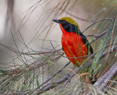 <i class='fa fa-user'></i>&nbsp;gras4711&nbsp;|   Goudkapfiskaal&nbsp; <i class='fa fa-eye'>&nbsp;980</i> &nbsp;<i class='fa fa-thumbs-up'>&nbsp;1</i> &nbsp; <i class='fa fa-comment-o'>&nbsp;12</i>