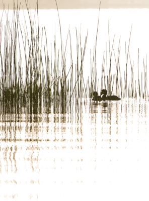 Ken je dat? Ben je ver gereden en heb je mooie vogels en landschappen gezien, toch zijn je foto's zoals ze altijd al waren, best mooi, maar niets nieuws onder de zon. Ik ken mensen die daarom niet op vakantie gaan..... Hier moest ik aan denken toen ik vanochtend hier vlakbij in een bosje zat ... riet en rimpelingen en tegenlicht, er valt nog zoveel te beleven, juist heel dichtbij.
Deze doet mij ergens aan denken.... jullie ook?