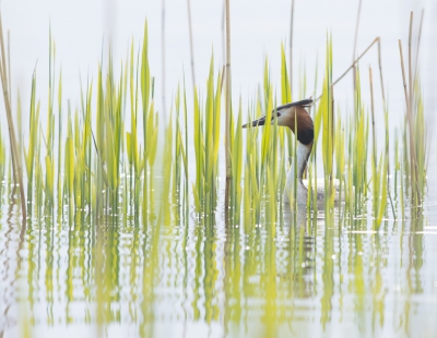 <i class='fa fa-user'></i>&nbsp;Monika&nbsp;|   Fuut&nbsp; <i class='fa fa-eye'>&nbsp;594</i> &nbsp;<i class='fa fa-thumbs-up'>&nbsp;11</i> &nbsp; <i class='fa fa-comment-o'>&nbsp;17</i>