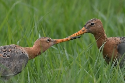 <i class='fa fa-user'></i>&nbsp;Hans Reitsma&nbsp;|   Grutto&nbsp; <i class='fa fa-eye'>&nbsp;136</i> &nbsp; <i class='fa fa-comment-o'>&nbsp;8</i>